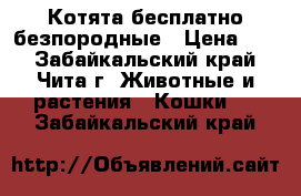 Котята бесплатно безпородные › Цена ­ 0 - Забайкальский край, Чита г. Животные и растения » Кошки   . Забайкальский край